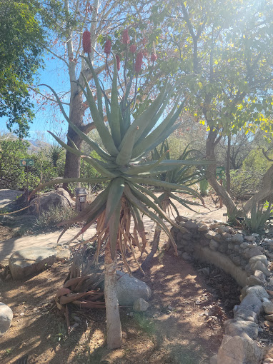 Tohono Chul Park Travel | Museums