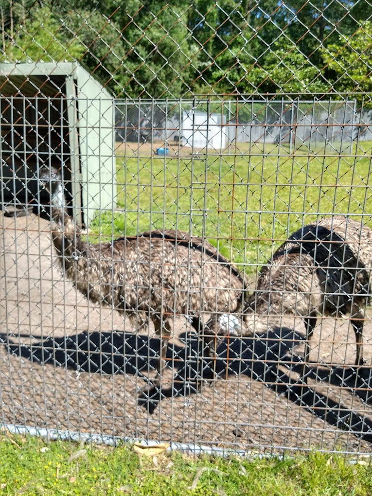 Tregembo Animal Park Travel | Zoo and Wildlife Sanctuary 