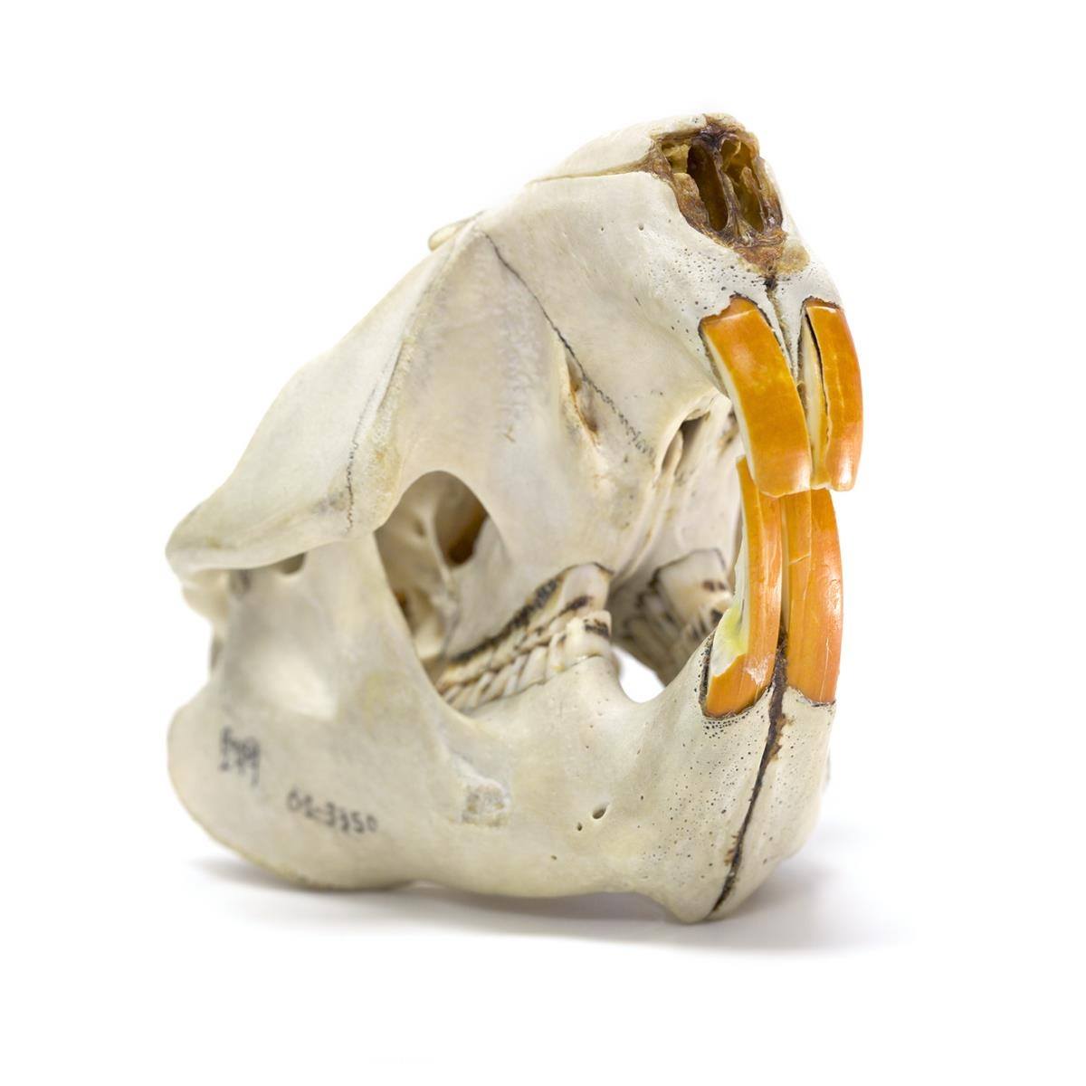 University of Colorado Museum of Natural History|Museums|Travel