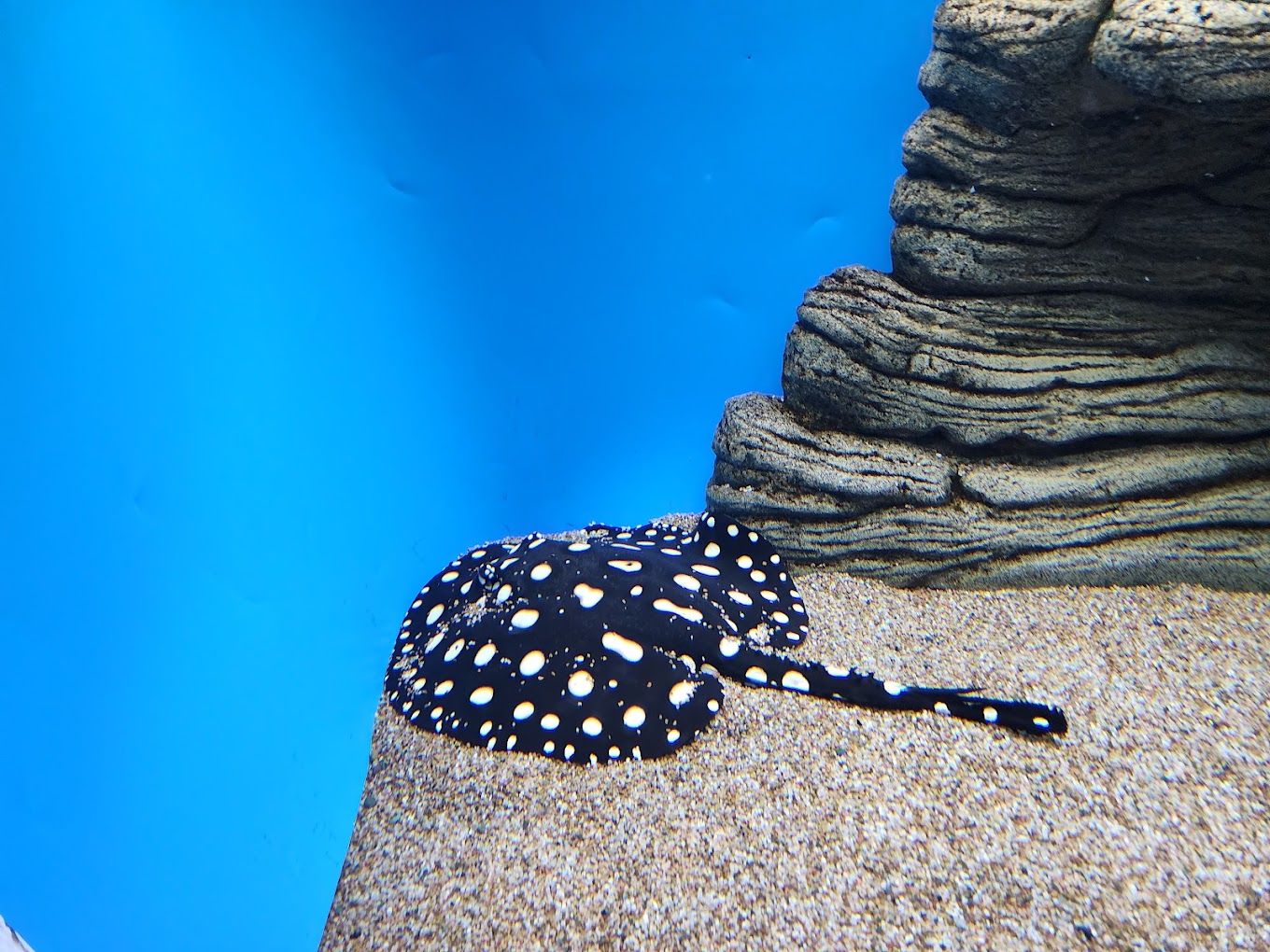 Waikiki Aquarium Travel | Park