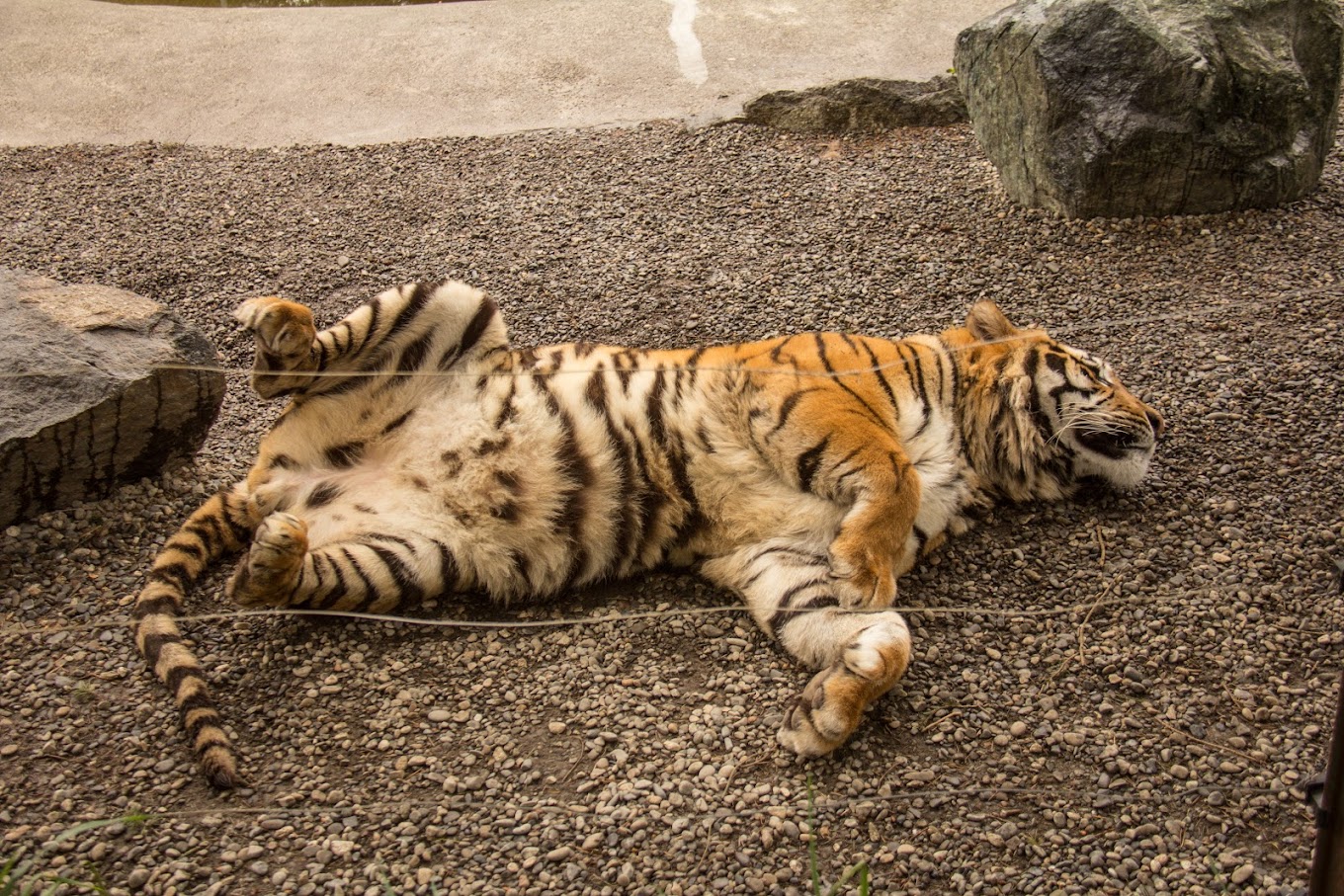 West Coast Game Park Safari Travel | Zoo and Wildlife Sanctuary 
