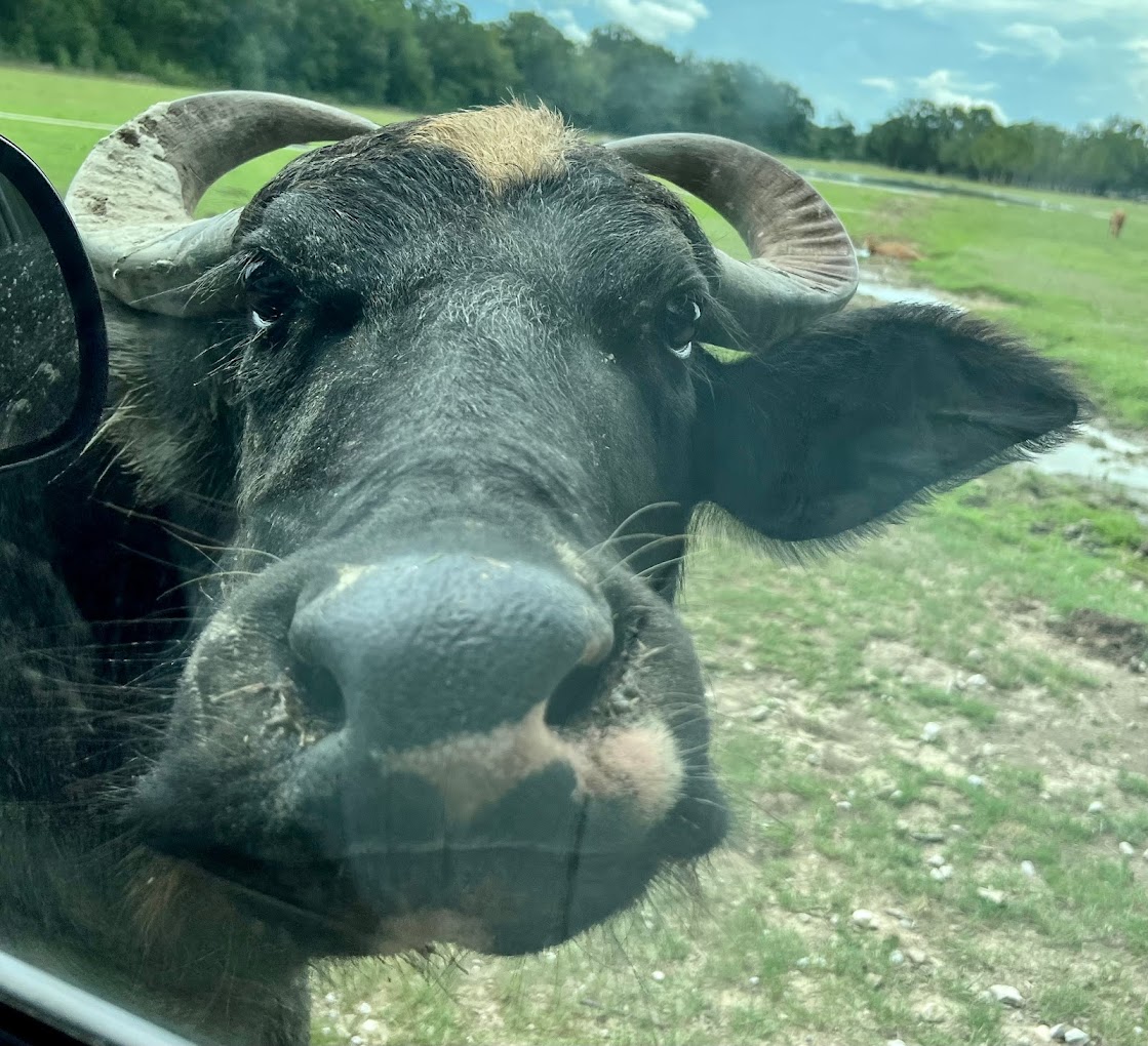 Wild Country Safari Park Travel | Park