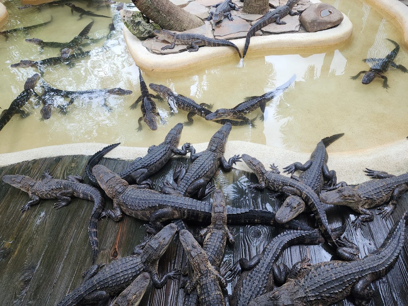 Wild Florida Drive-Thru Safari and Gator Park Travel | Zoo and Wildlife Sanctuary 