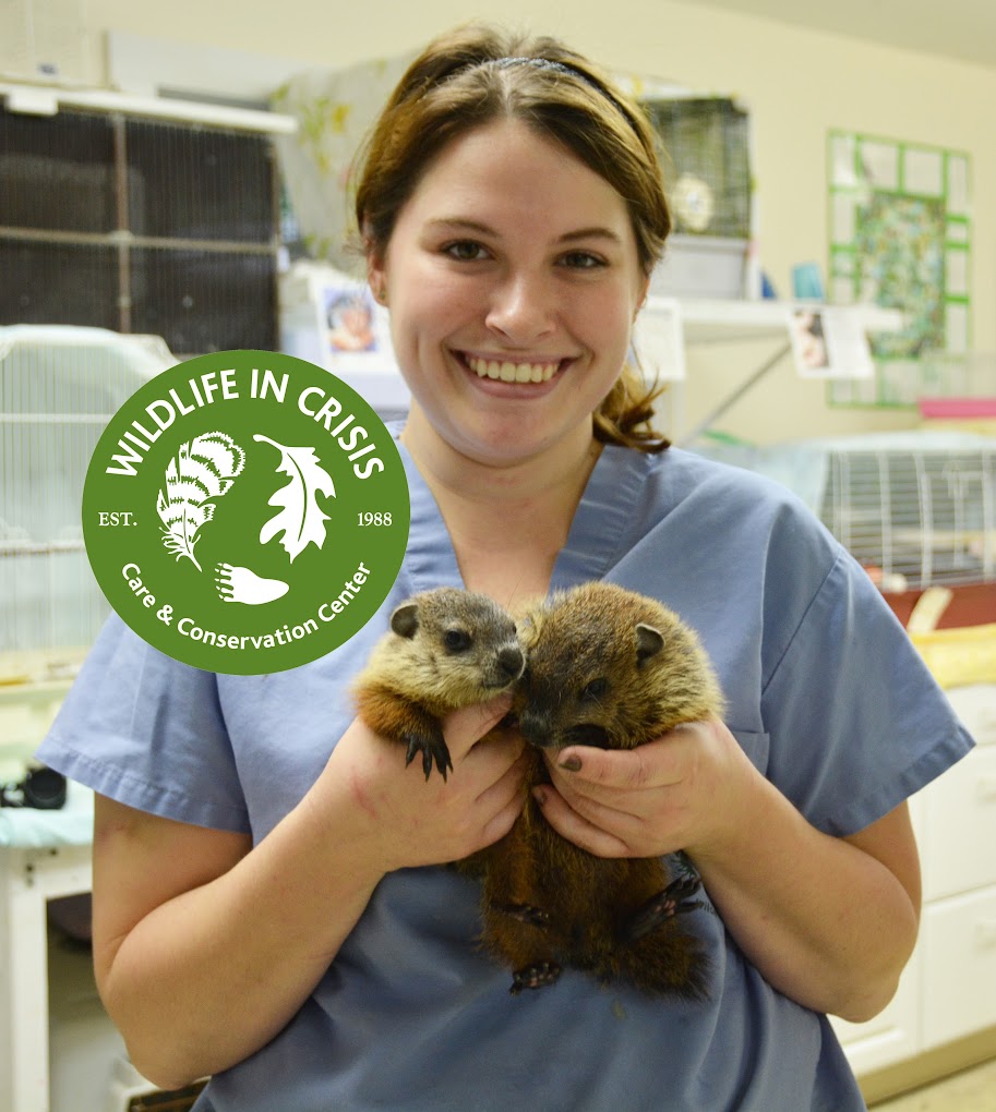 Wildlife In Crisis, Weston Travel | Zoo and Wildlife Sanctuary 