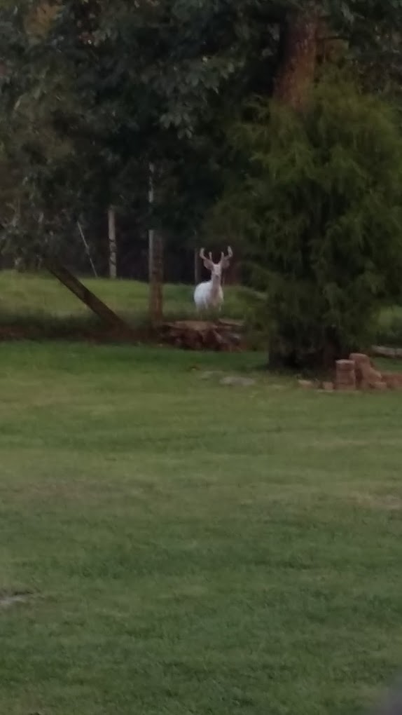Wolf Run Wildlife Sanctuary Travel | Zoo and Wildlife Sanctuary 