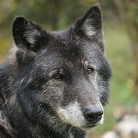 Wolf Sanctuary of Pennsylvania - Logo