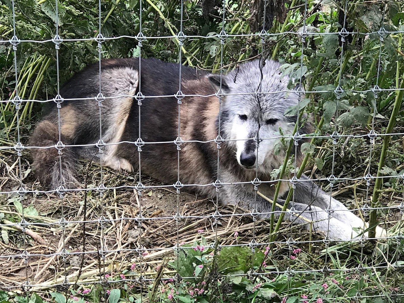 Wolf Sanctuary of Pennsylvania Travel | Zoo and Wildlife Sanctuary 