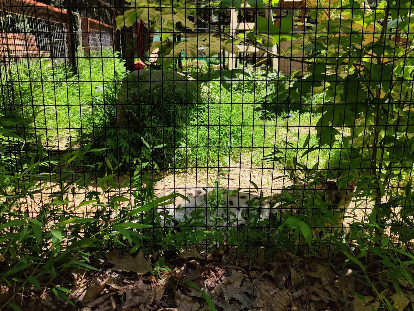 Yellow River Wildlife Sanctuary Travel | Zoo and Wildlife Sanctuary 