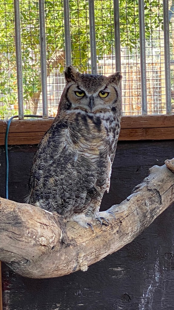 Yellowstone Wildlife Sanctuary Travel | Zoo and Wildlife Sanctuary 