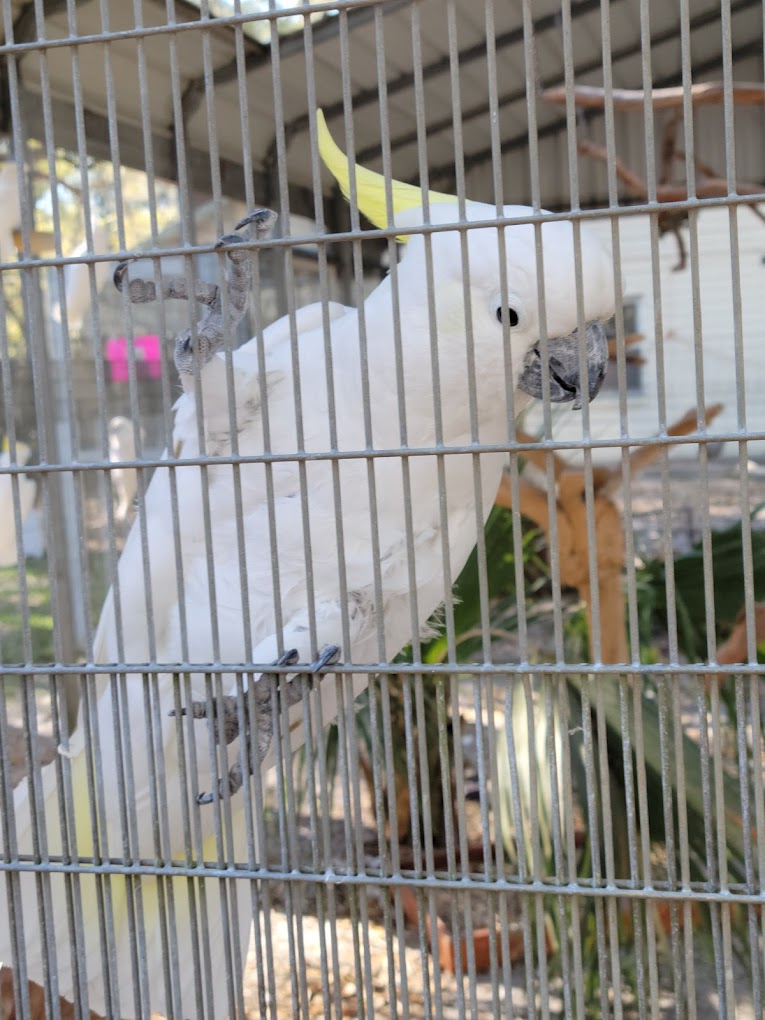Ziggys Haven Bird Sanctuary Travel | Zoo and Wildlife Sanctuary 