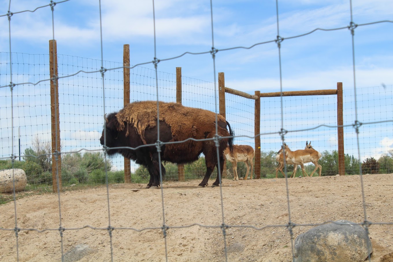 Zoo Idaho Travel | Zoo and Wildlife Sanctuary 