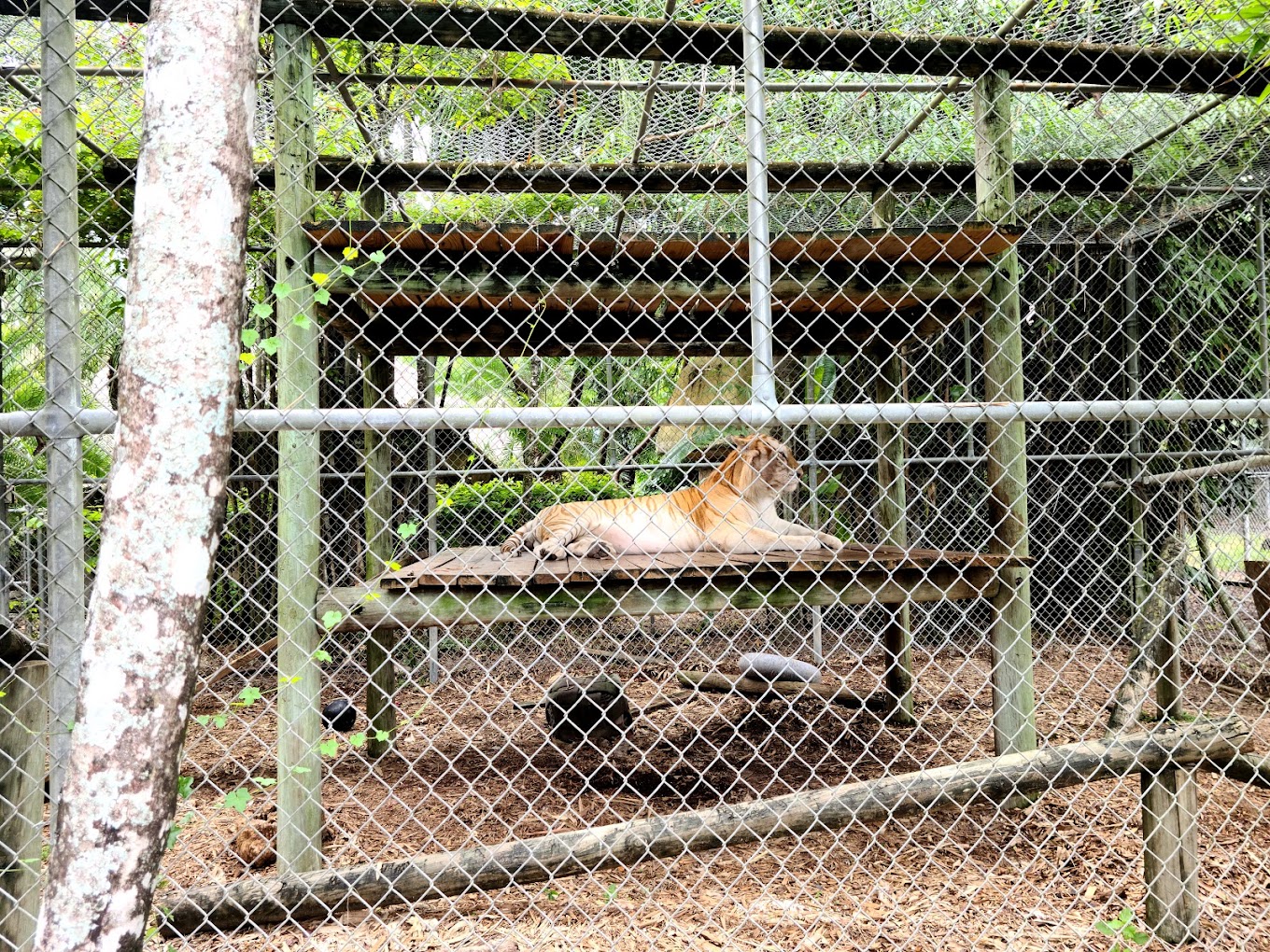 Zoological Wildlife Foundation Travel | Zoo and Wildlife Sanctuary 