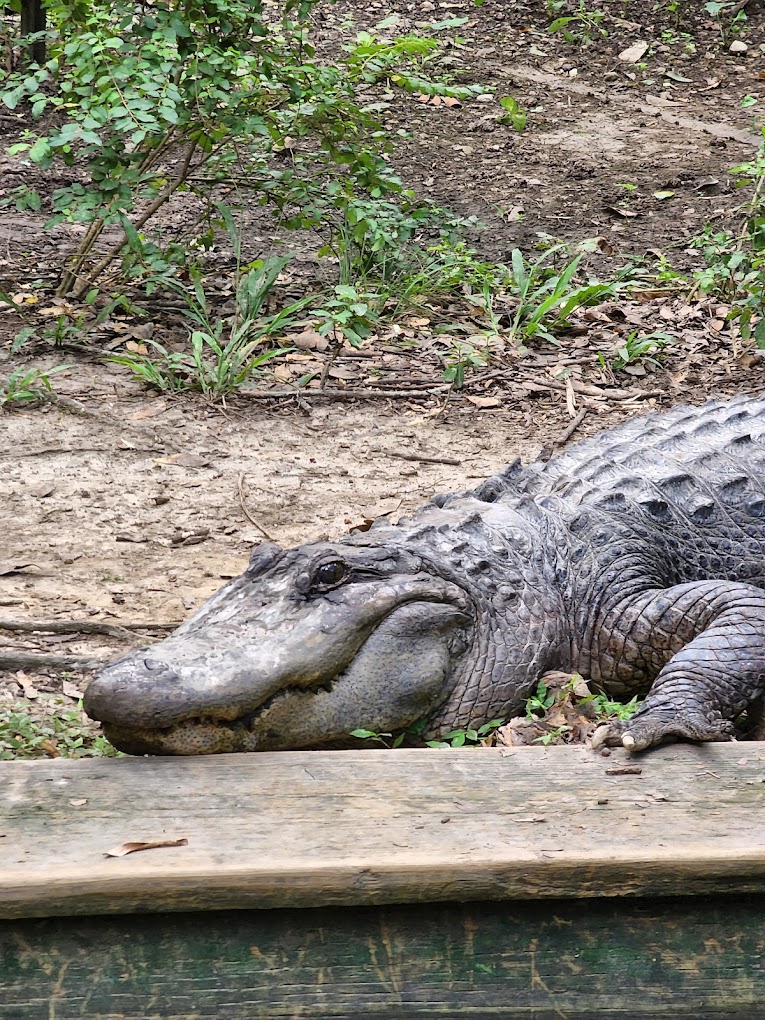 Zoosiana, Lafayette Travel | Zoo and Wildlife Sanctuary 